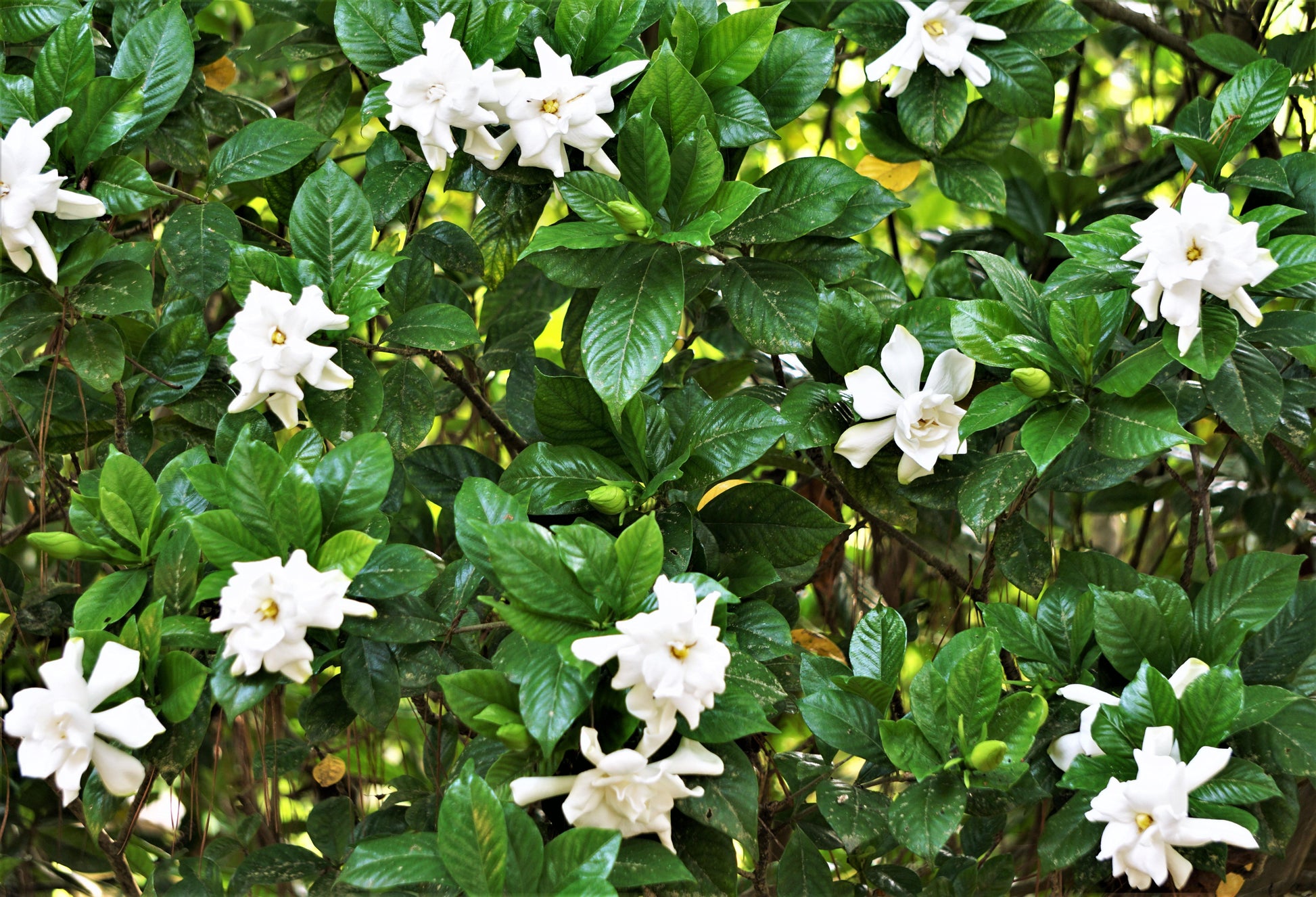 Gardenia Bush - View 3 from www redcrocus com