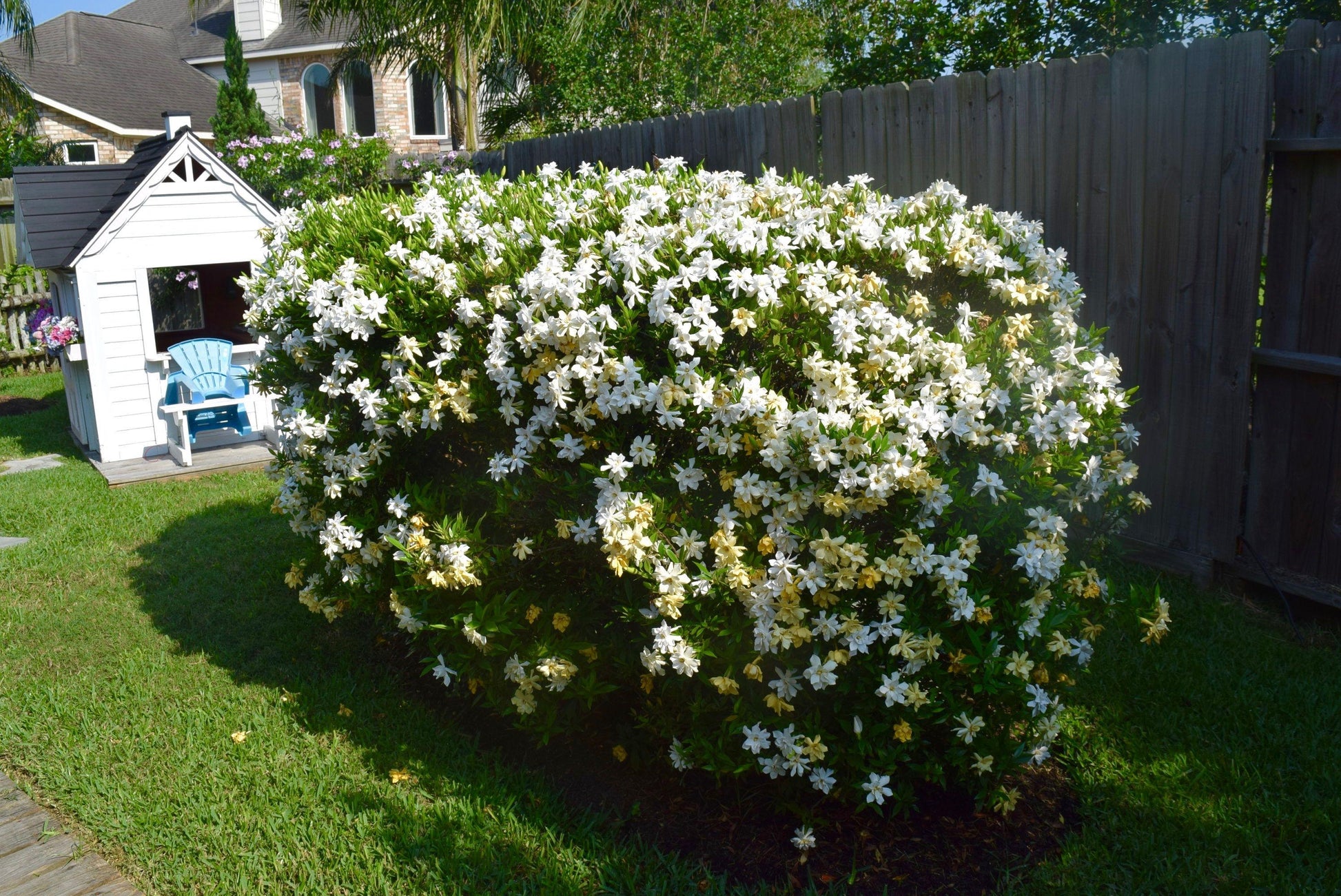 Gardenia Bush - View 4 from www redcrocus com