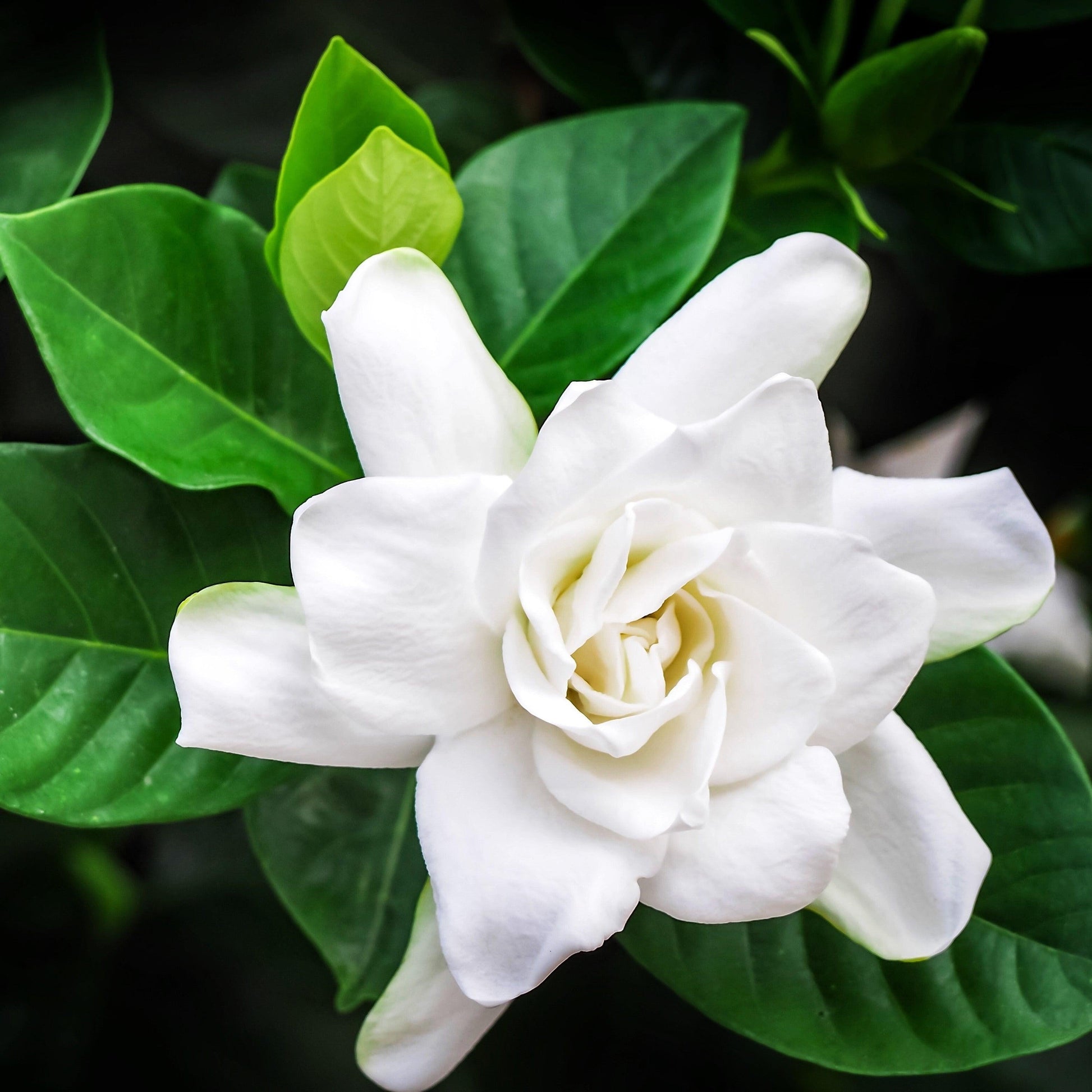Gardenia Bush - View 5 from www redcrocus com