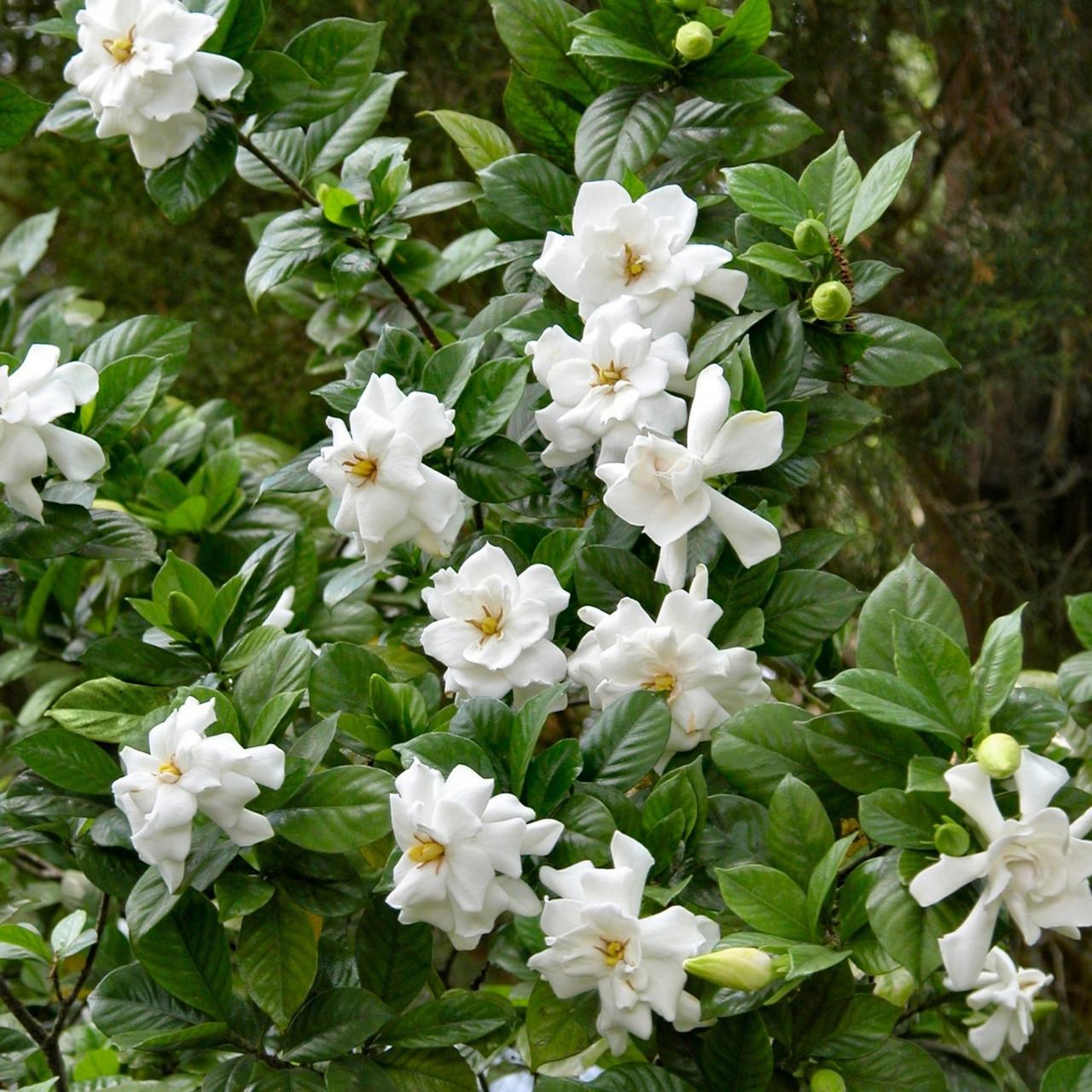 Gardenia Bush - View 6 from www redcrocus com