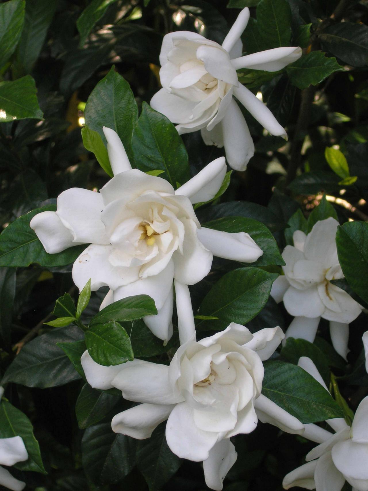 Gardenia Bush - View 7 from www redcrocus com