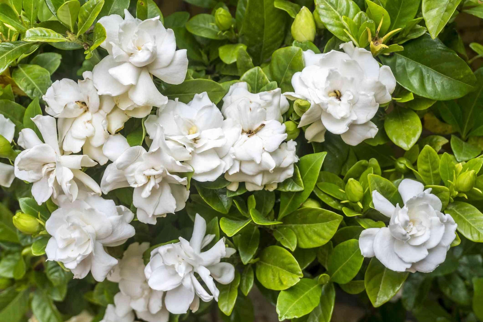 Gardenia Bush - View 8 from www redcrocus com