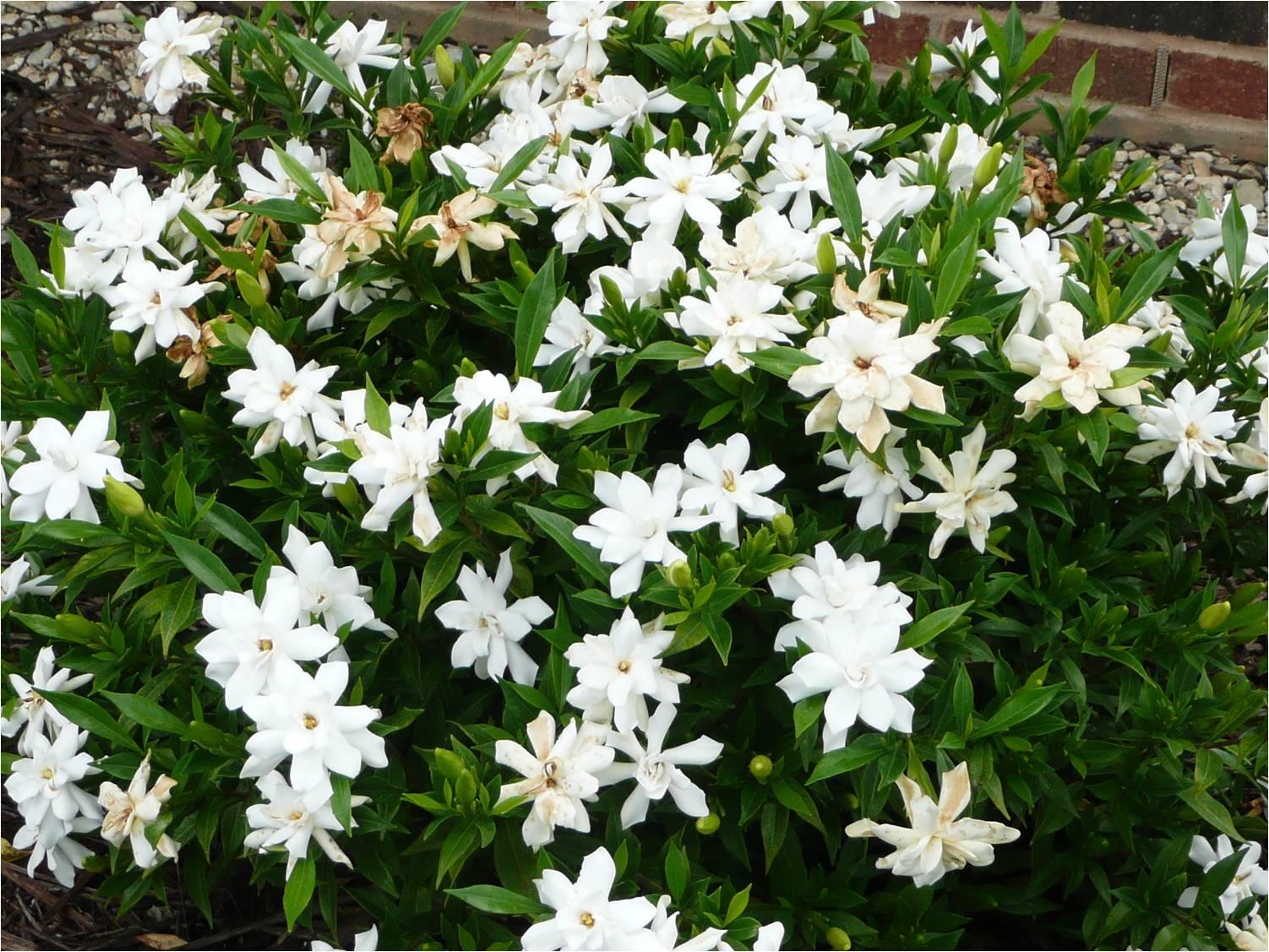 Gardenia Bush - View 9 from www redcrocus com