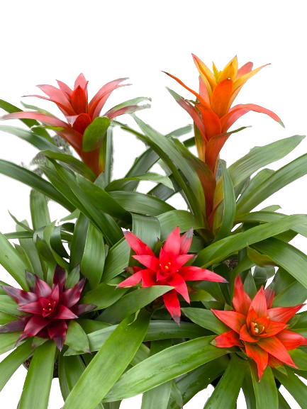 Bromeliad Assorted - View 12 from www redcrocus com