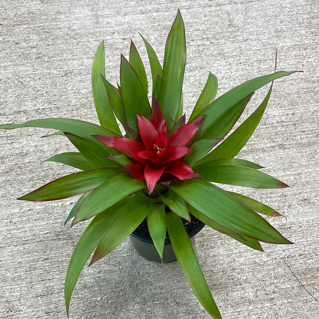 Bromeliad Assorted - View 6 from www redcrocus com