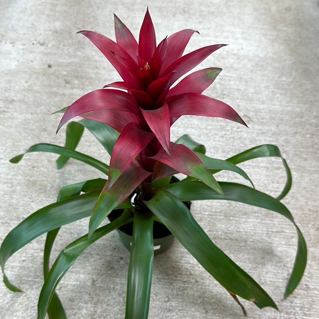 Bromeliad Assorted - View 8 from www redcrocus com