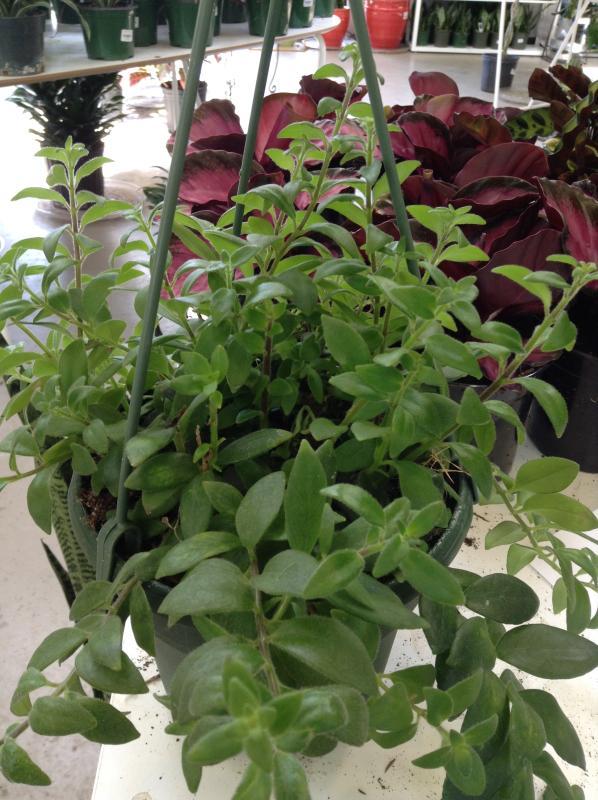 Aeschynanthus, Assorted - View 10 from www redcrocus com