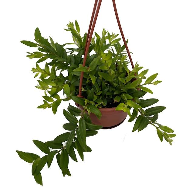 Aeschynanthus, Assorted - View 15 from www redcrocus com