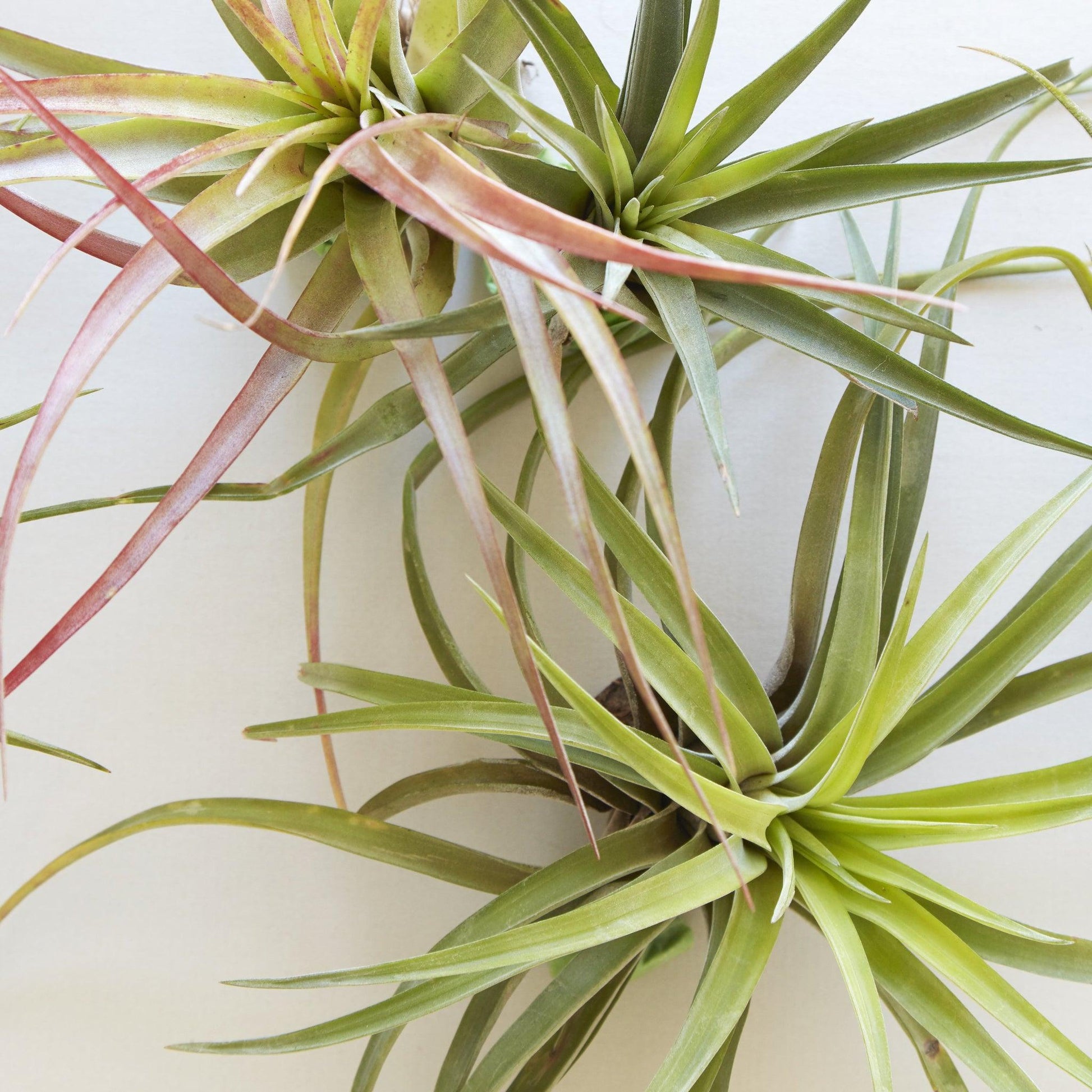 Tillandsia Assorted - View 13 from www redcrocus com