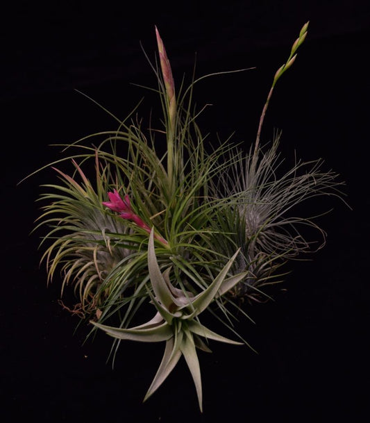Tillandsia Assorted - View 1 from www redcrocus com