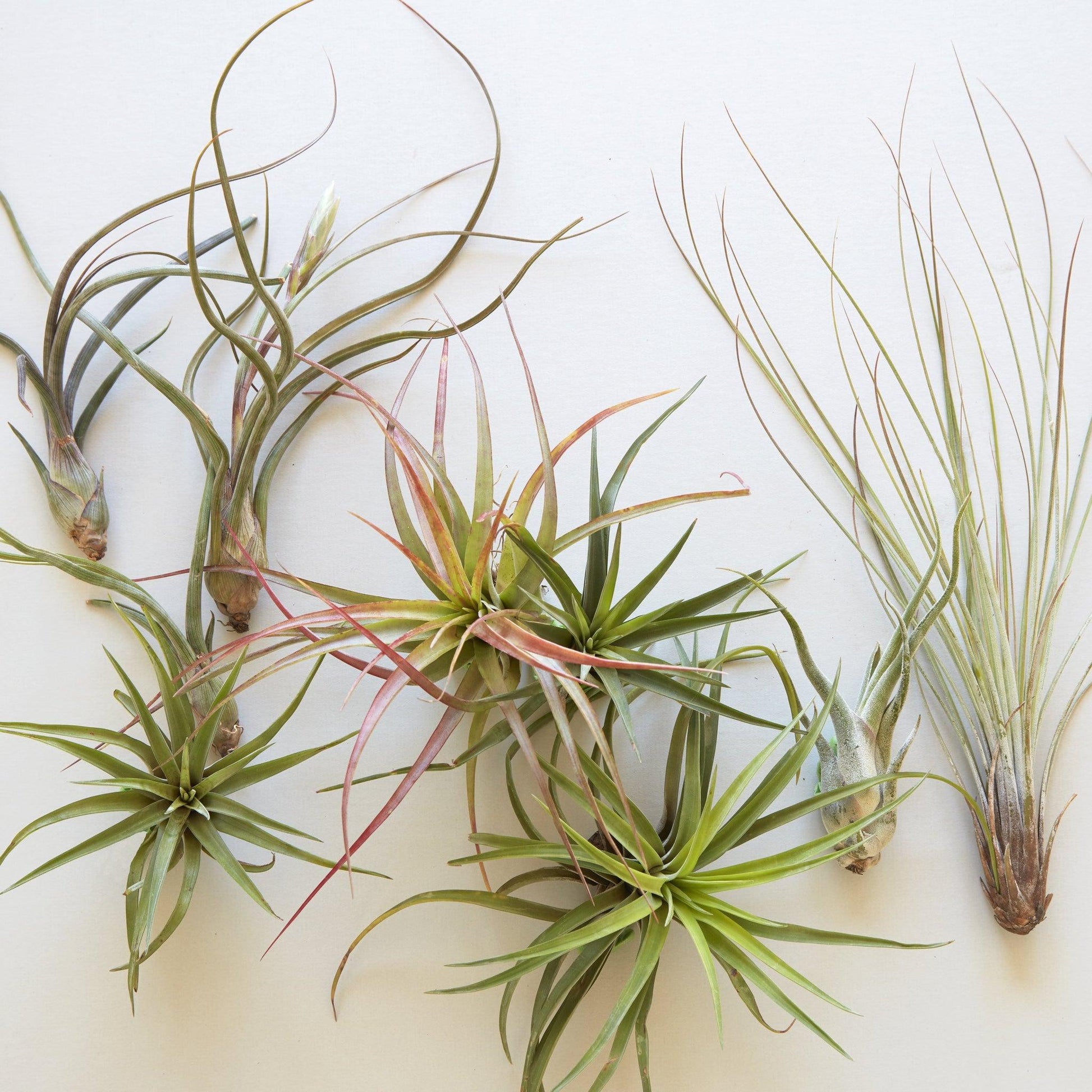 Tillandsia Assorted - View 2 from www redcrocus com