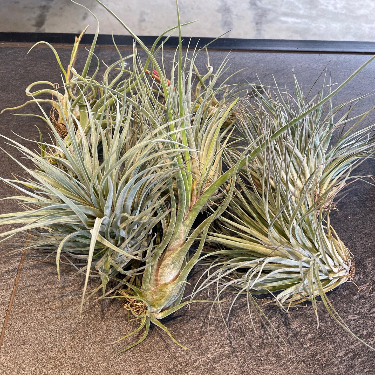 Tillandsia Assorted - View 5 from www redcrocus com