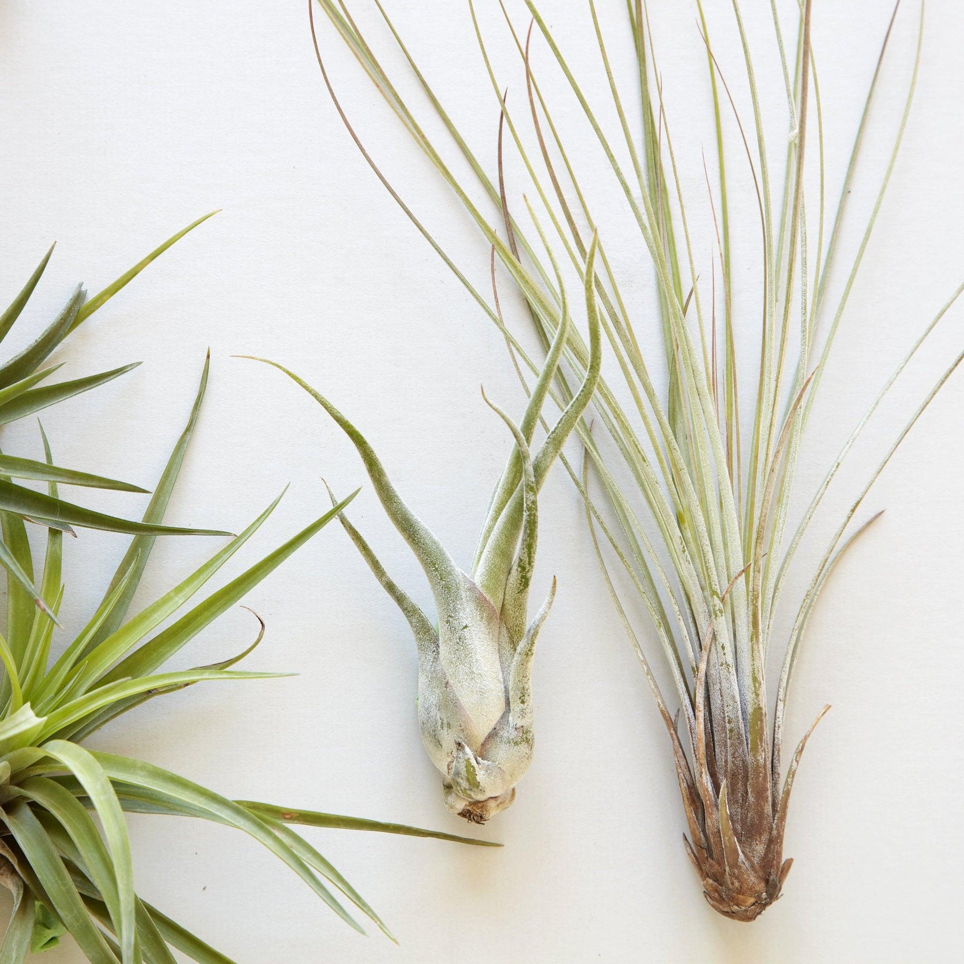 Tillandsia Assorted - View 8 from www redcrocus com