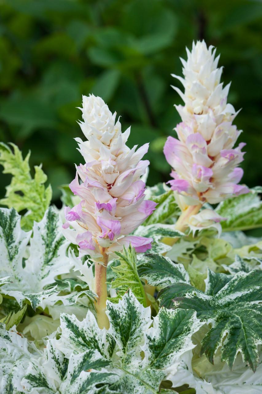 Acanthus X Whitewater - View 10 from www redcrocus com