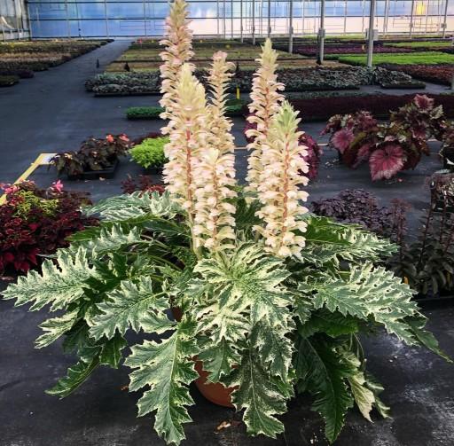 Acanthus X Whitewater - View 11 from www redcrocus com