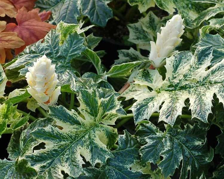 Acanthus X Whitewater - View 12 from www redcrocus com