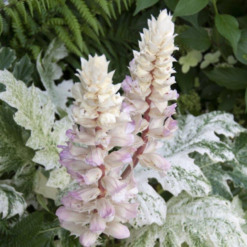 Acanthus X Whitewater - View 13 from www redcrocus com