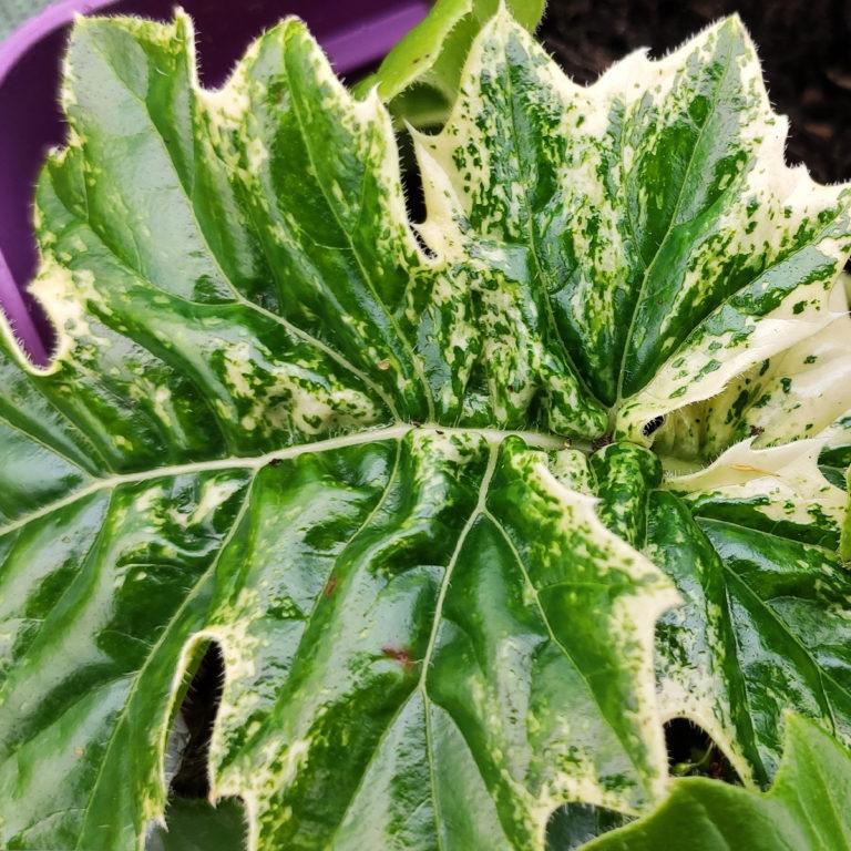 Acanthus X Whitewater - View 14 from www redcrocus com