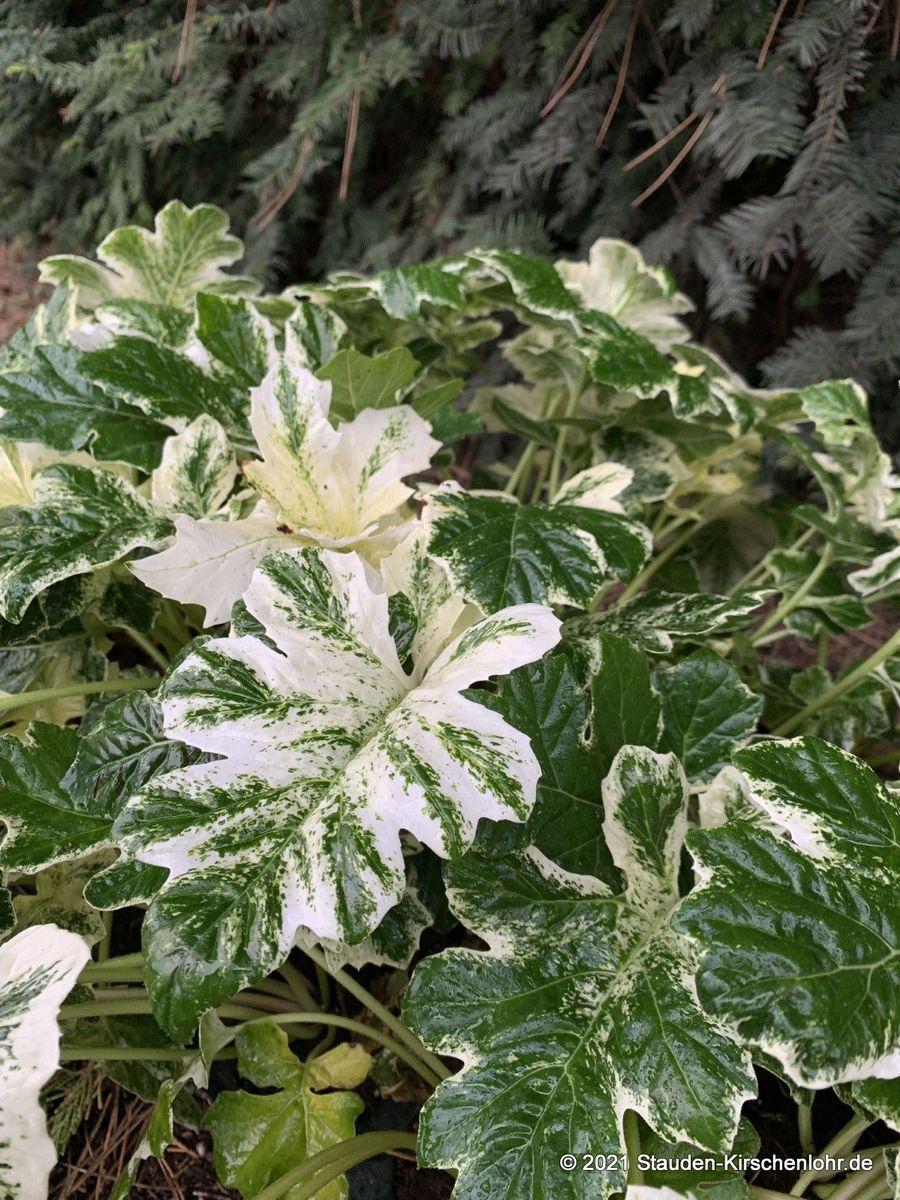 Acanthus X Whitewater - View 15 from www redcrocus com