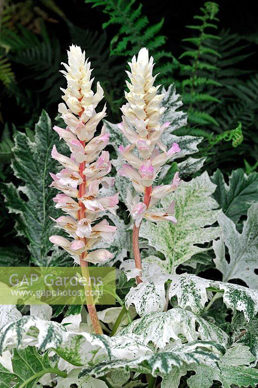 Acanthus X Whitewater - View 16 from www redcrocus com