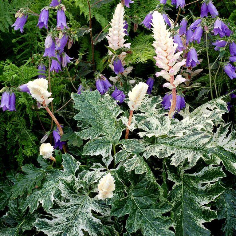 Acanthus X Whitewater - View 1 from www redcrocus com