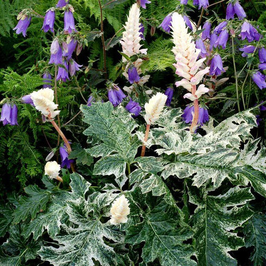 Acanthus X Whitewater - View 1 from www redcrocus com