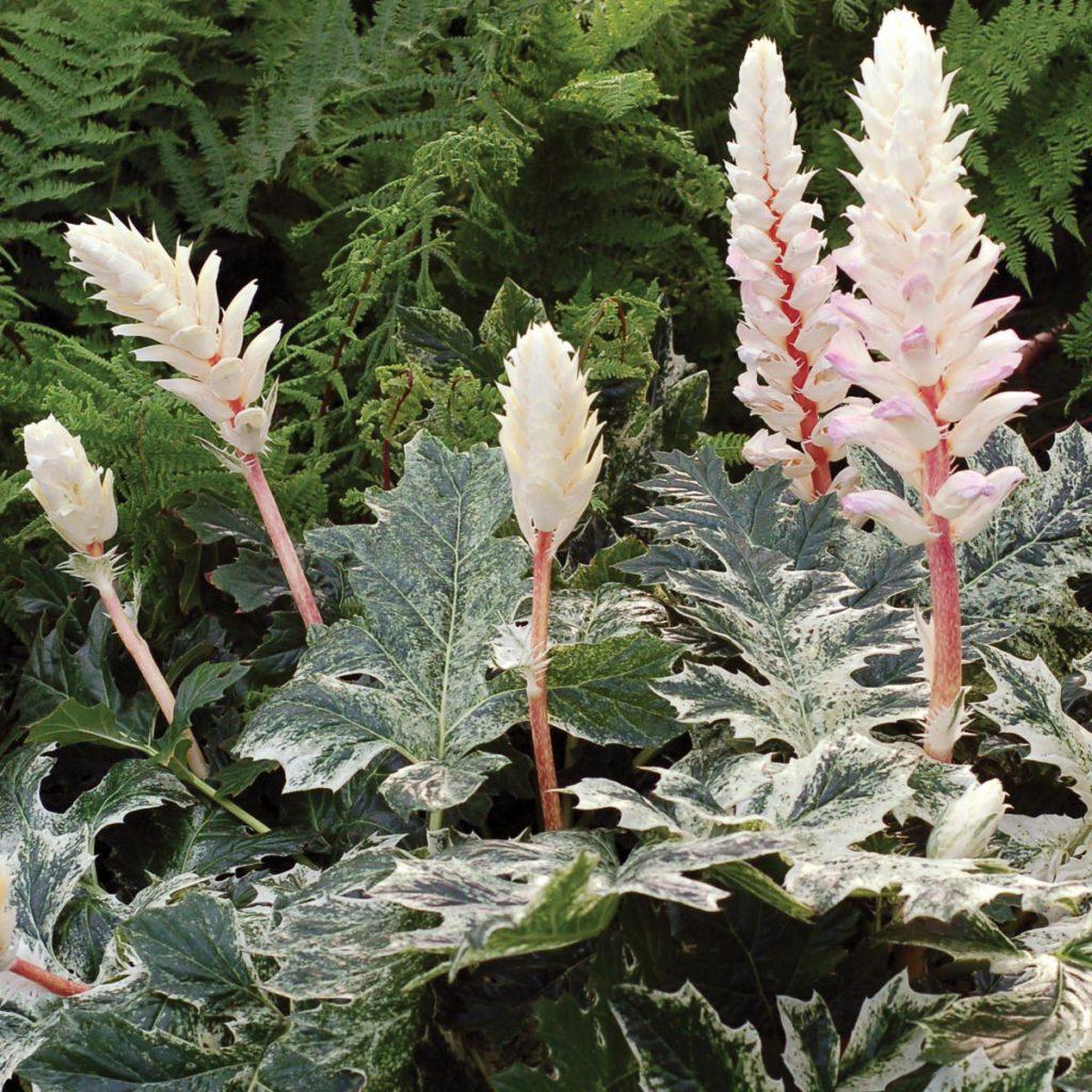 Acanthus X Whitewater - View 2 from www redcrocus com