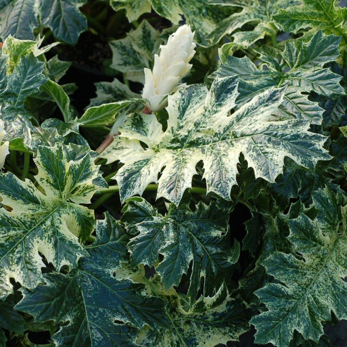 Acanthus X Whitewater - View 3 from www redcrocus com