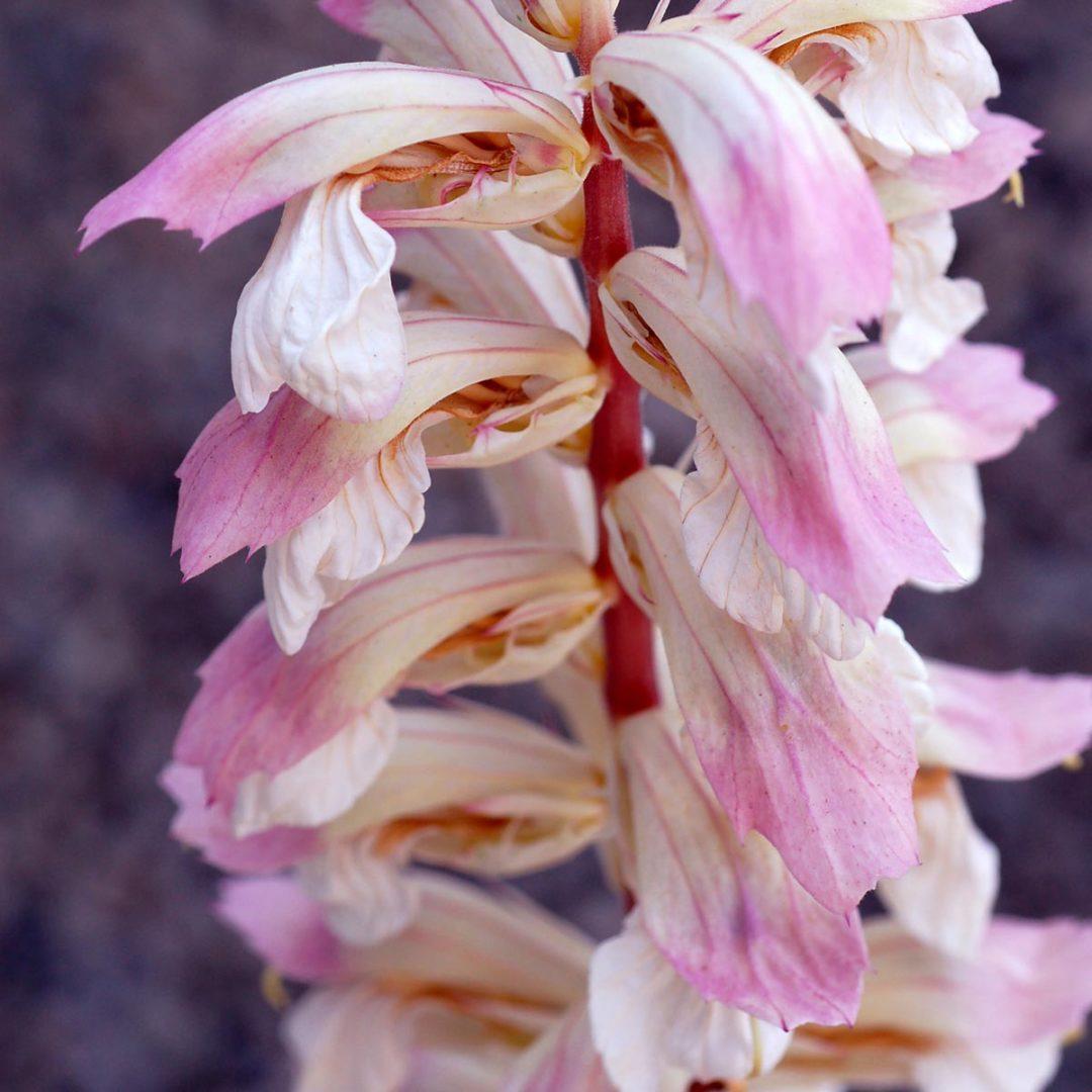 Acanthus X Whitewater - View 4 from www redcrocus com