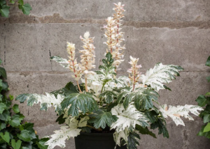 Acanthus X Whitewater - View 5 from www redcrocus com