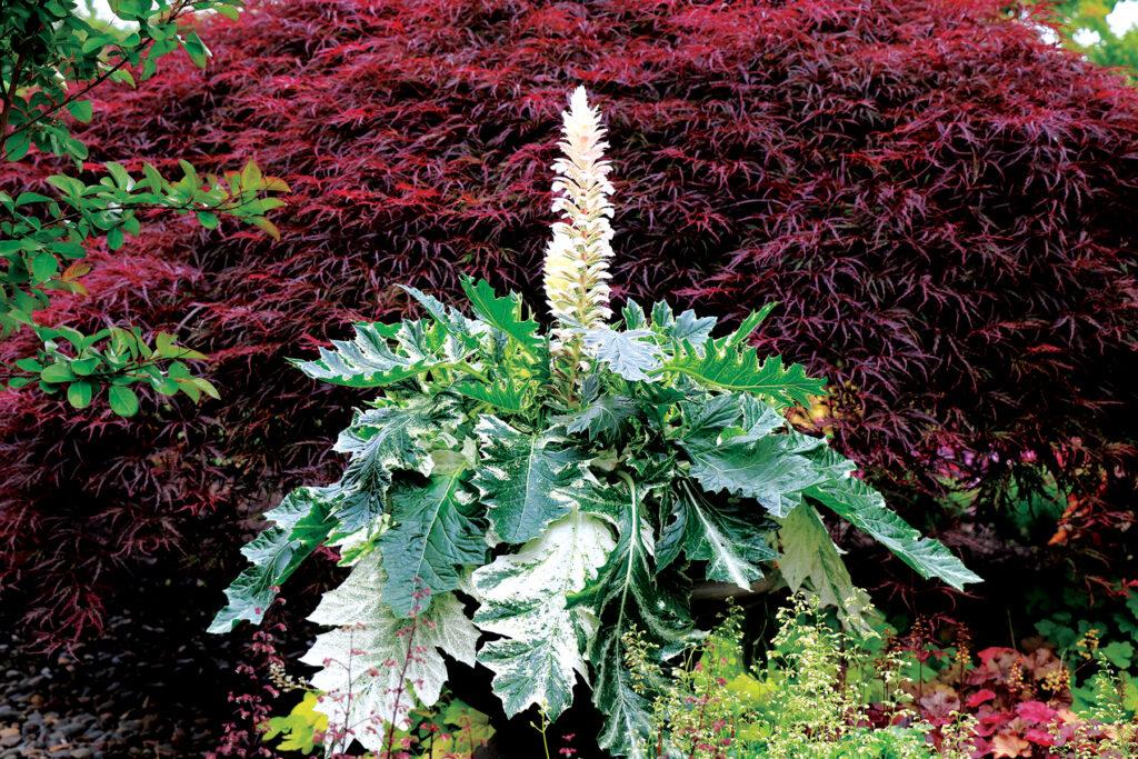 Acanthus X Whitewater - View 6 from www redcrocus com