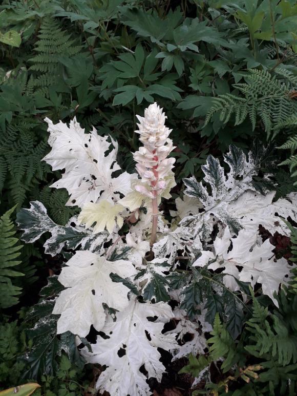 Acanthus X Whitewater - View 7 from www redcrocus com