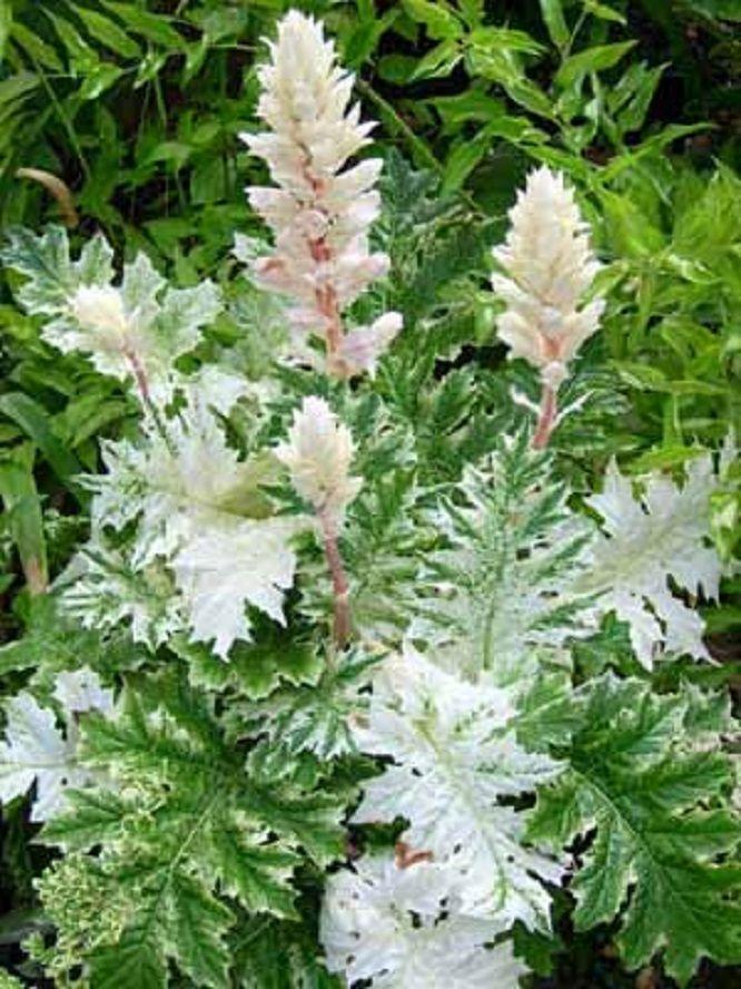 Acanthus X Whitewater - View 8 from www redcrocus com