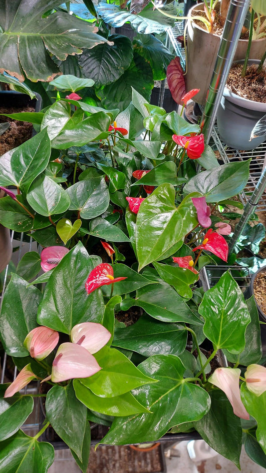 Anthurium Flowering Assorted - View 1 from www redcrocus com