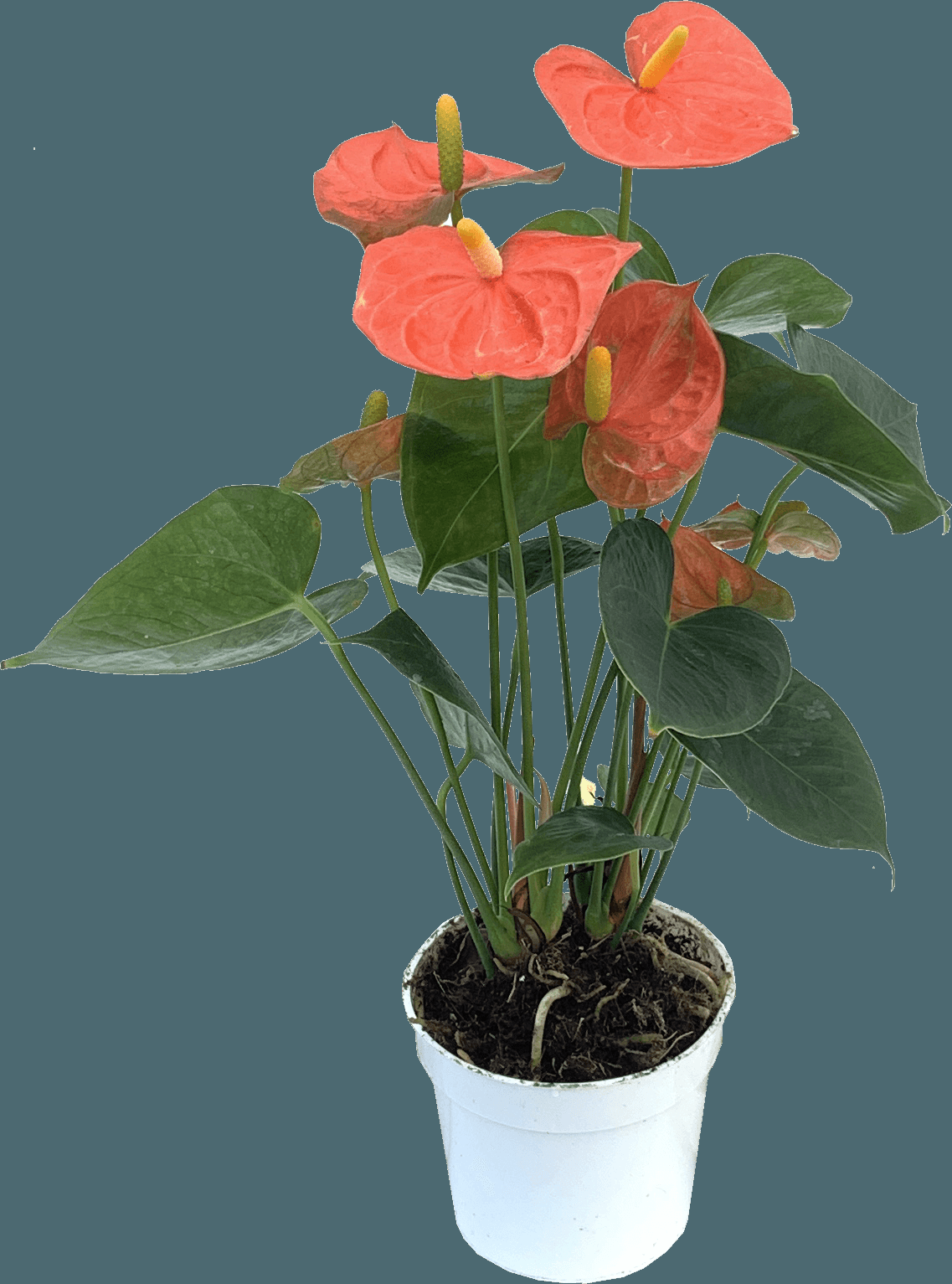 Anthurium Flowering Assorted - View 9 from www redcrocus com
