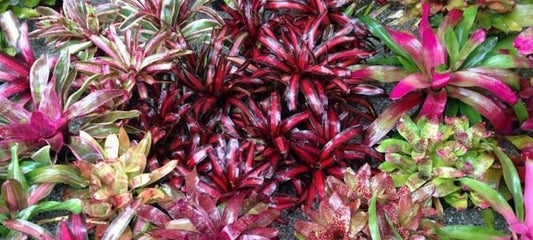 Bromeliad Neoregelia Assorted - View 11 from www redcrocus com