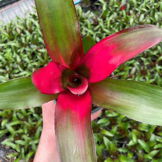 Bromeliad Neoregelia Assorted - View 12 from www redcrocus com