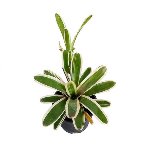 Bromeliad Neoregelia Assorted - View 16 from www redcrocus com