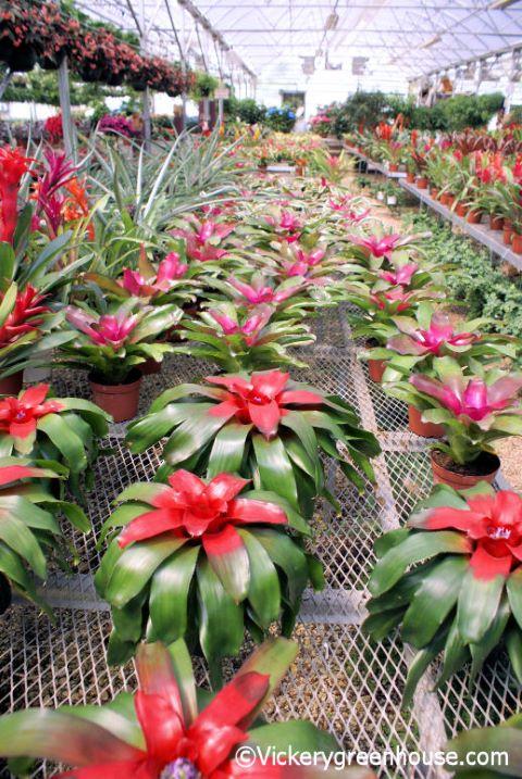 Bromeliad Neoregelia Assorted - View 19 from www redcrocus com
