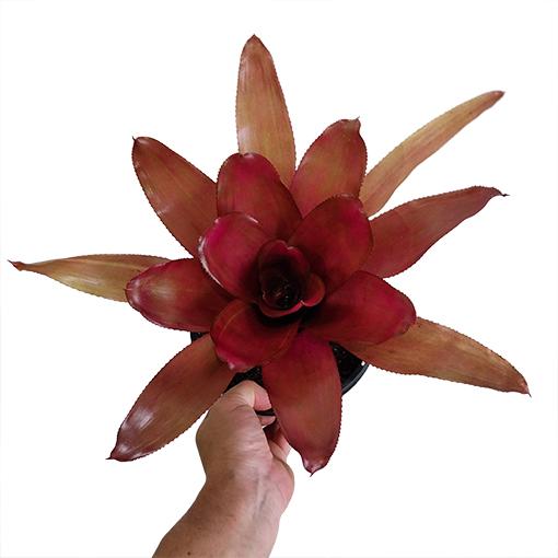Bromeliad Neoregelia Assorted - View 3 from www redcrocus com