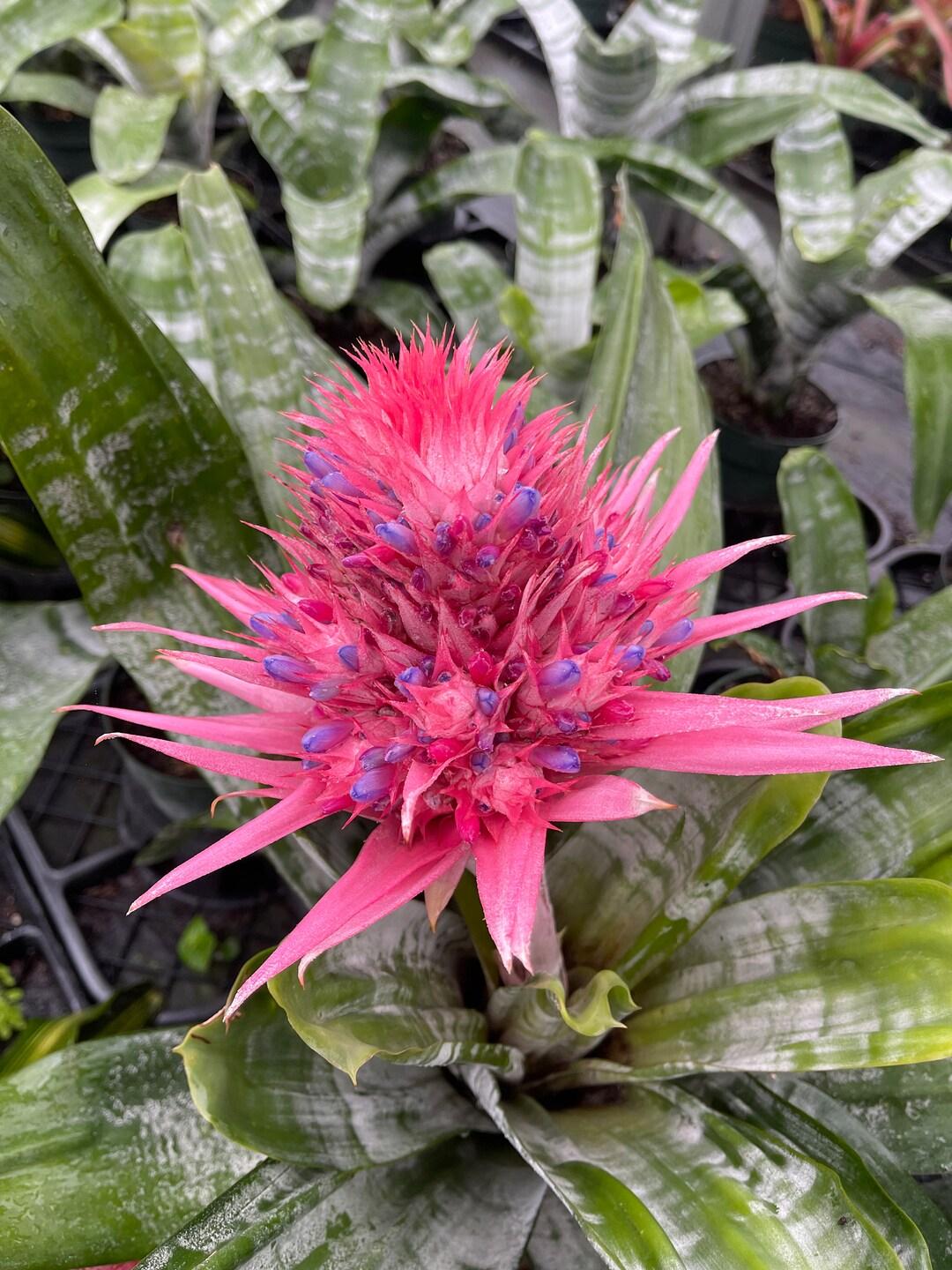 Bromeliad, Aechmea, Assorted - View 13 from www redcrocus com