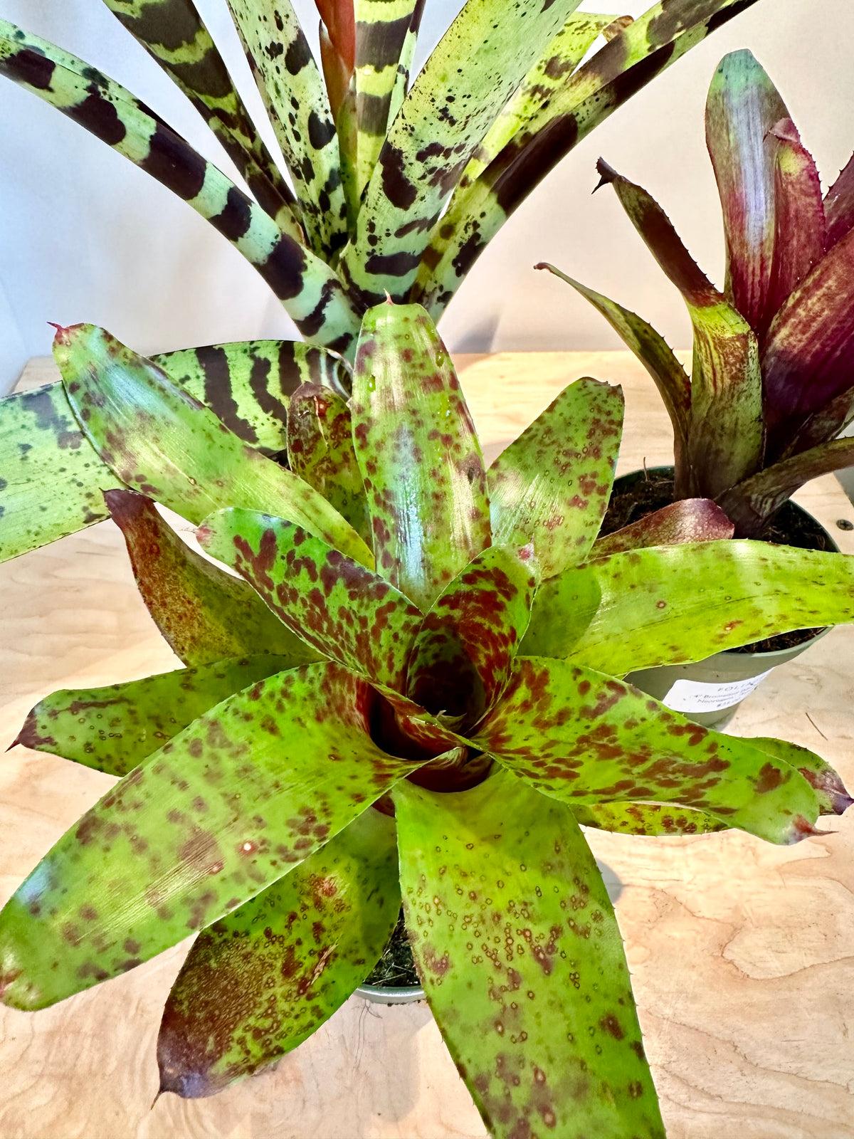 Bromeliad, Aechmea, Assorted - View 2 from www redcrocus com