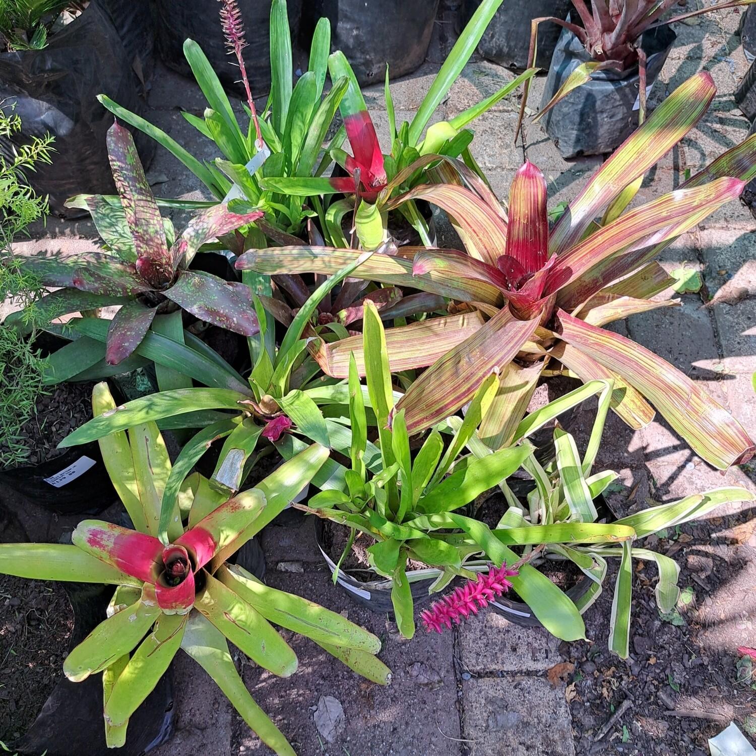Bromeliad, Aechmea, Assorted - View 3 from www redcrocus com