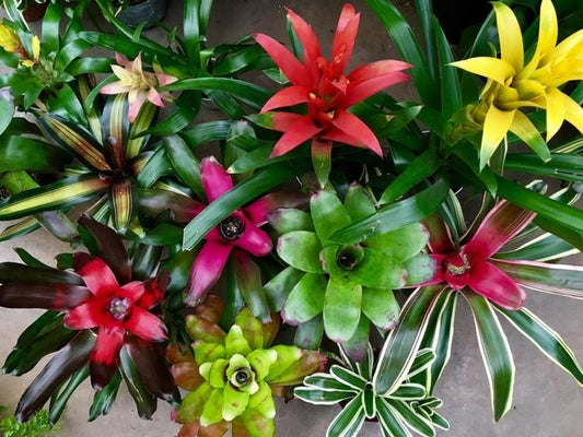 Bromeliad Aechmea Assorted - View 1 from www redcrocus com