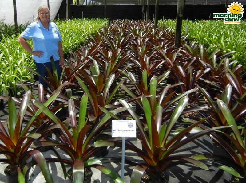 Bromeliad Vriesea Assorted - View 5 from www redcrocus com
