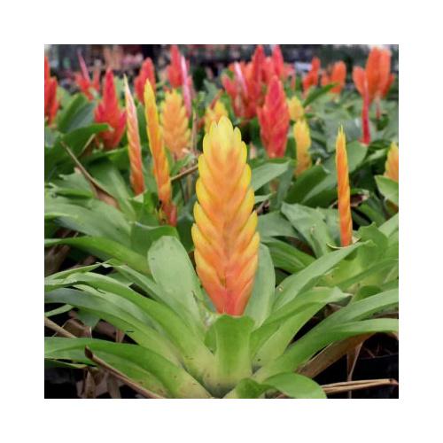 Bromeliad Vriesea Assorted - View 6 from www redcrocus com