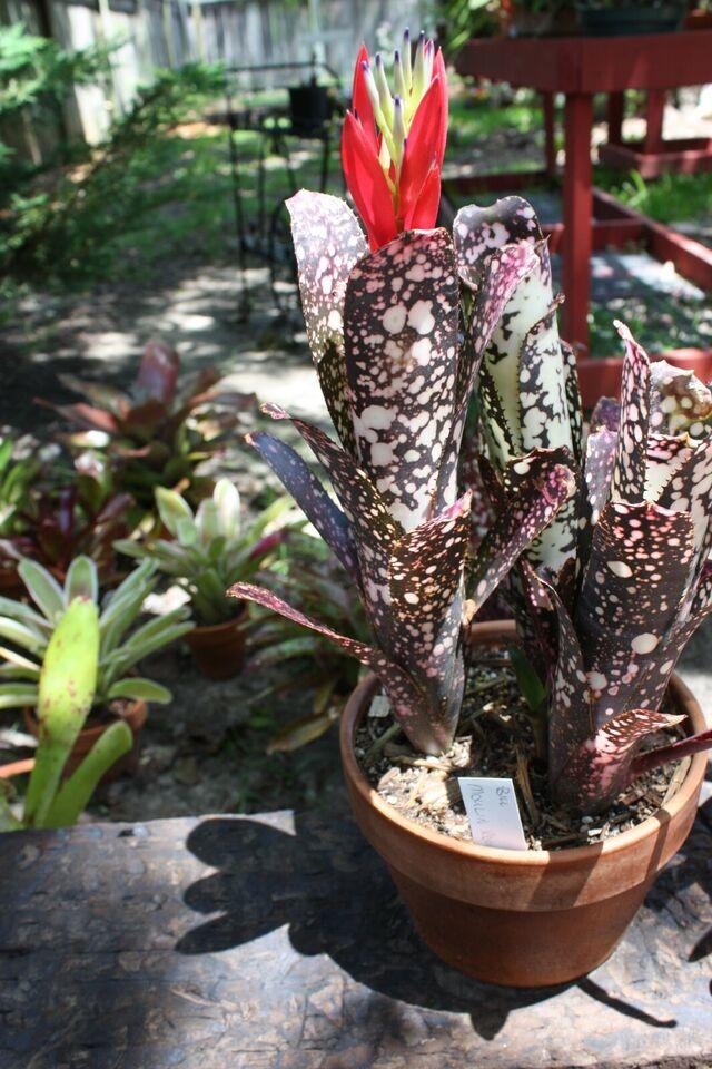 Bromeliad Vriesea Assorted - View 9 from www redcrocus com