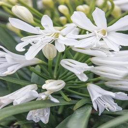 Agapanthus Bridal Veil - View 11 from www redcrocus com