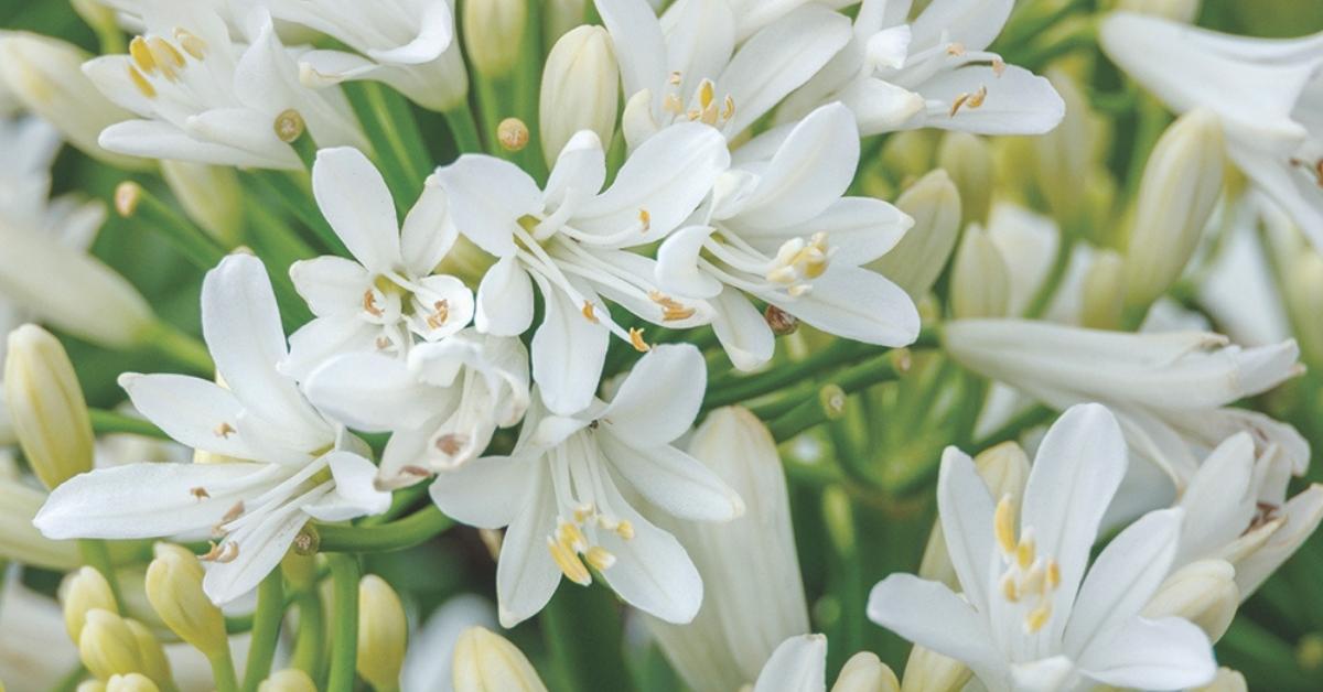 Agapanthus Bridal Veil - View 14 from www redcrocus com