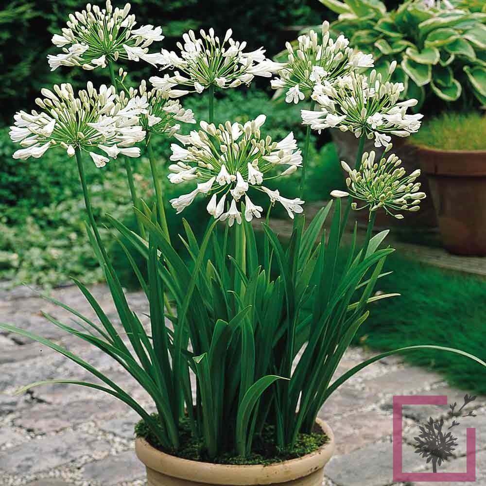 Agapanthus Bridal Veil - View 15 from www redcrocus com